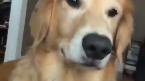 Dog sings but owner try to stop
