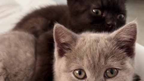 two cute kittens