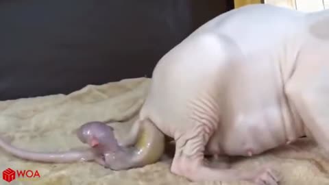 The cat was born on her baby