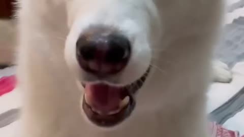 funny dog moment