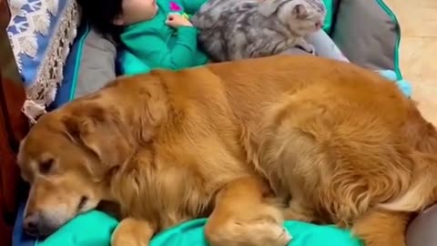 Cat and dog take care of baby