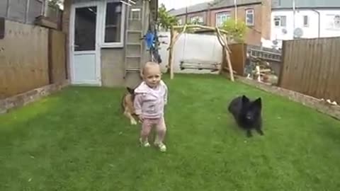 Baby Feeding German Shepards