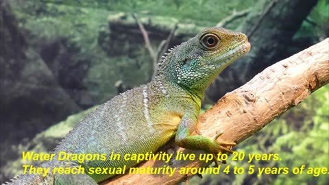Intresting Facts About Water Dragon
