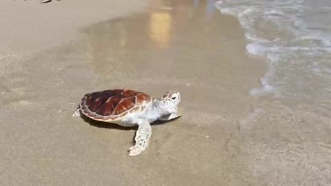 The first sea experience of the baby turtle..🐢🐢🐢