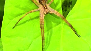 A beautiful cunning spider in nature / list spider on a leaf.