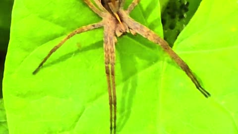 A beautiful cunning spider in nature / list spider on a leaf.