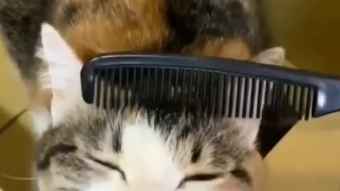 Cat and comb:funny act of cats from comb