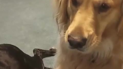 Two-Year-Old Golden Retriever Needs to be Spoon Fed || ViralHog
