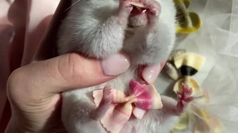 Feeding a cute Hamster
