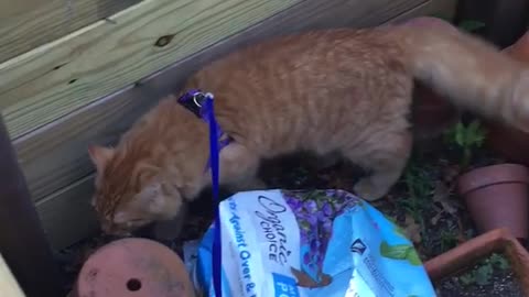 Orange cat on purple leash walks around garden