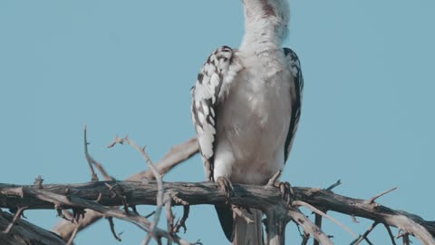 beautiful bird of the forest nature