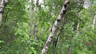 Nature walk in woods
