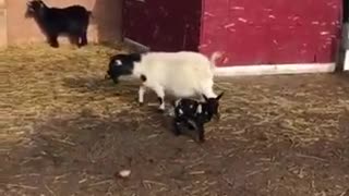 Baby Goat Collision - Hilarious and unexpected