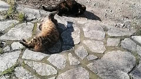 Cats chilling in the sun