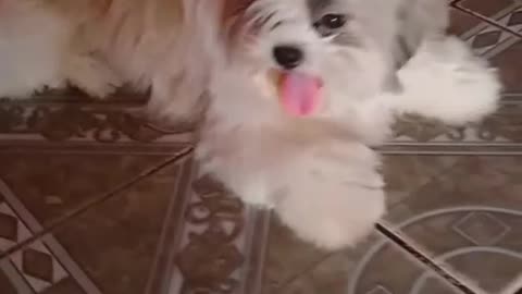 cute cute dog