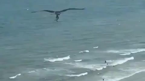 giant eagle takes a shark for a walk on the beach