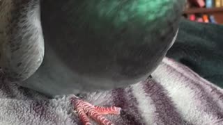 Rescue Pigeon enjoys pats
