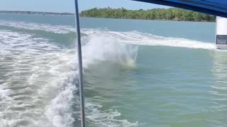 Dolphins Having Fun Doing Flips