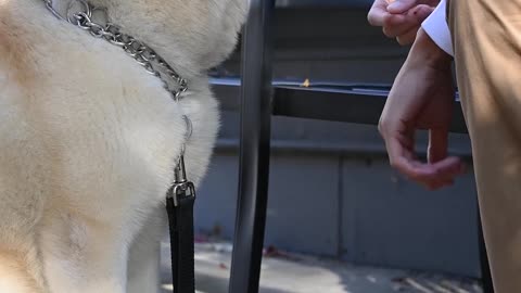 Dog Training | A Person Training His Cute Dog