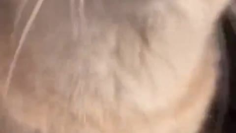 Beautiful cat playing video