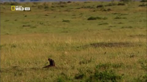 guépard 120 km a l'heure