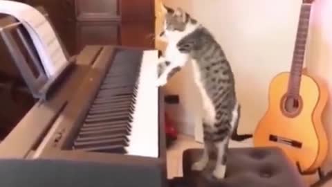 Cute Cats Playing Piano - Funny Cats - Cute Cat