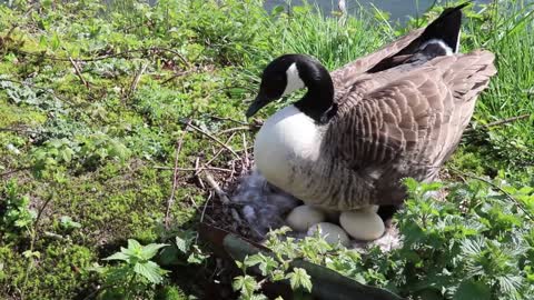 Goose,Goose video,Animal,Animal video