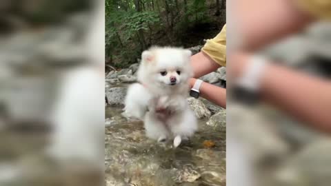 Dog dance in the water.