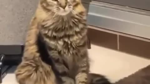 Iam hungry hooman!!! | Funny Cats