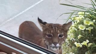 Young Bobcat Pops by for a Peek