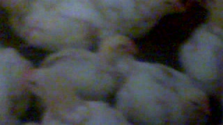 A must see gaint chickens 29 days old