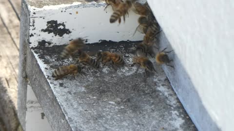 BEES 2/18/22 (Collecting pollen)
