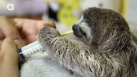 Dinner Time for Baby Sloth!