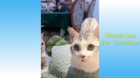 Funny and Cute Cat's Life 👯😺 Cats and Owners are the best friends Videos