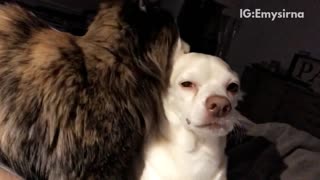 Cat rubbing head against dog