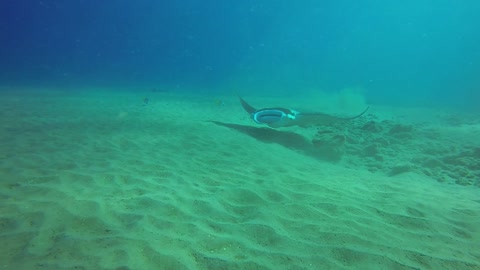 Making eye contact with Manta Ray