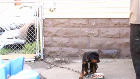 Aggressive rottweiler dog