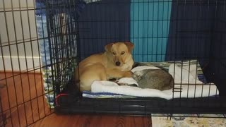 Kitten steals dogs bed.