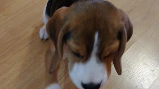 Smart puppy performs all the commands very quickly