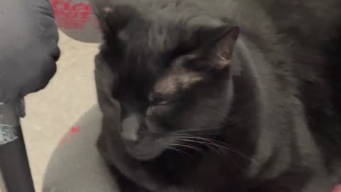 Adopting a Cat from a Shelter Vlog - Cute Precious Piper is a Little Camera Shy Sometimes