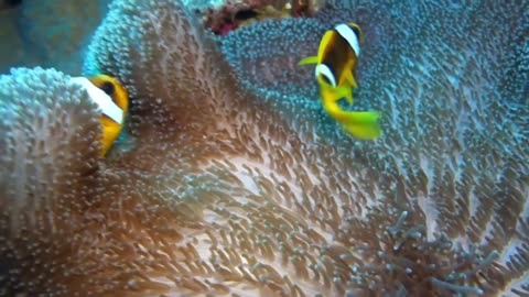 CLOWNFISH PAIR ARE ENJOY NEW LIVE CORAL NEST