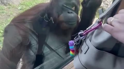 Incredibly intelligent orangutan asks visitor to share gu