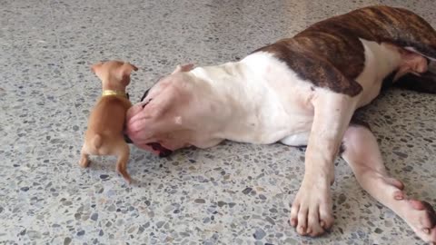 Tiny chihuahua puppy adorably teases sleepy bulldog