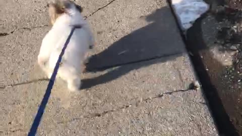 Doggo's First Romp in the Snow