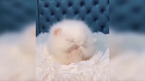 | Cute Baby Cat | 😍🥰 Most Beutyful Cat on the Earth 🥰😍 |