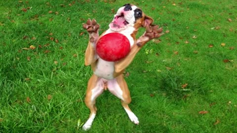 Boxer That Will Make You Laugh Out Loud - Ultimate Boxer Dog Compilation