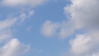 Hawks Circling Around 5G Towers