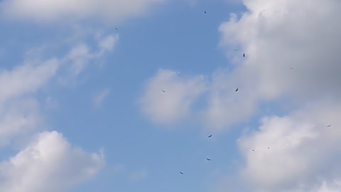 Hawks Circling Around 5G Towers