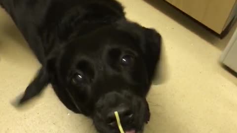 black dog is trying to get the food on his nose