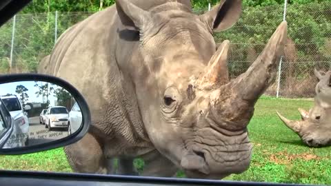Rhino approaching car window, upclose